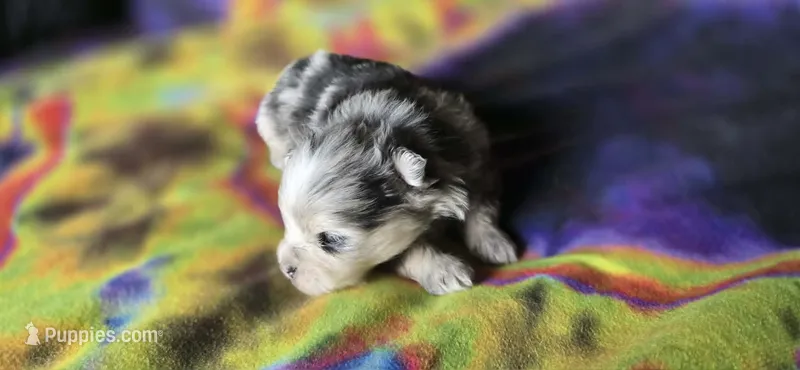 Gabriel – Pomeranian puppy for sale in Blanca, CO