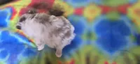 Gwendolyn, a female Pomeranian for sale in Blanca, CO – 8 of 9