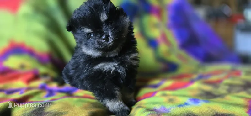 Marilyn – Pomeranian puppy for sale in Blanca, CO