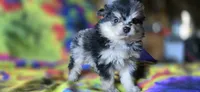 Malikai, a male Pomeranian for sale in Blanca, CO – 8 of 9