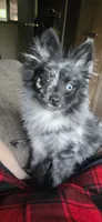 GIR, a female Pomeranian for sale in Pueblo, CO – 5 of 8