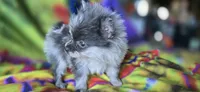 Xavier Teacup, a male Pomeranian for sale in Blanca, CO – 3 of 7
