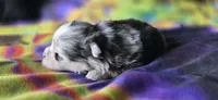Gabriel, a male Pomeranian for sale in Blanca, CO – 4 of 10
