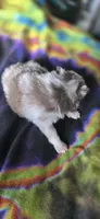 Gwendolyn, a female Pomeranian for sale in Blanca, CO – 9 of 9
