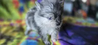 Xavier Teacup, a male Pomeranian for sale in Blanca, CO – 7 of 7