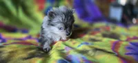 Xavier Teacup, a male Pomeranian for sale in Blanca, CO – 5 of 7