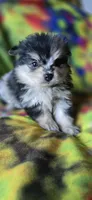 Malikai, a male Pomeranian for sale in Blanca, CO – 5 of 9