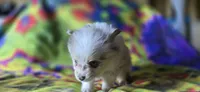 Charles, a male Pomeranian for sale in Blanca, CO – 7 of 8
