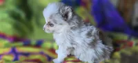 Charles, a male Pomeranian for sale in Blanca, CO – 4 of 8