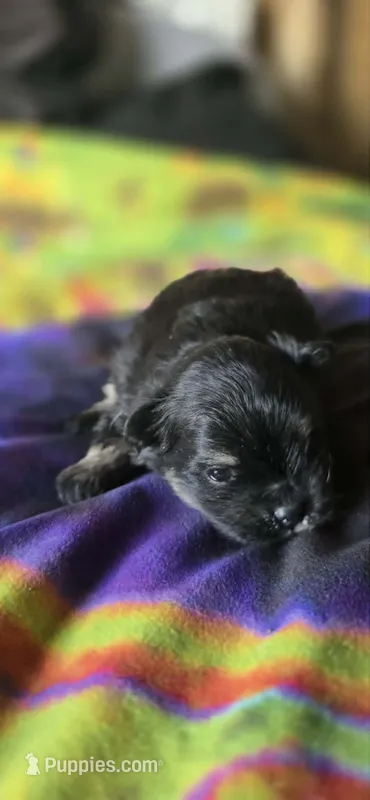 Marilyn – Pomeranian puppy for sale in Blanca, CO