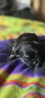 Marilyn, a female Pomeranian for sale in Blanca, CO – 1 of 8