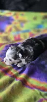 Gabriel, a male Pomeranian for sale in Blanca, CO – 5 of 10