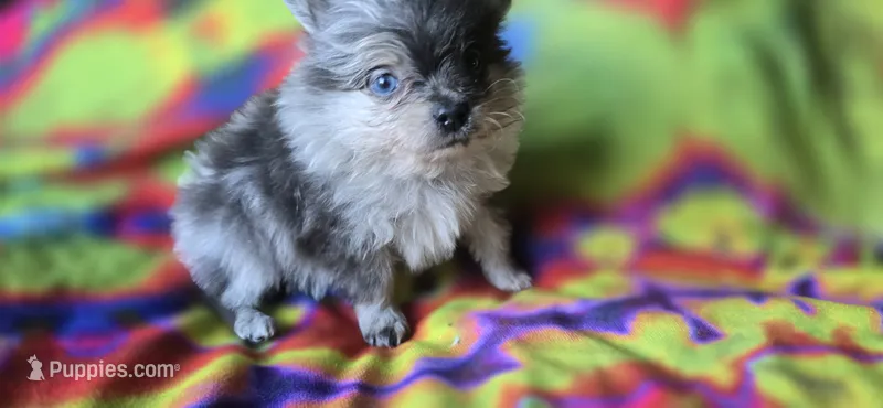 Xavier – Pomeranian puppy for sale in Blanca, CO