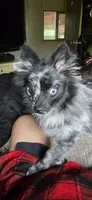 GIR, a female Pomeranian for sale in Pueblo, CO – 4 of 8