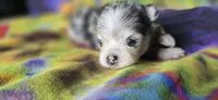 Gabriel, a male Pomeranian for sale in Blanca, CO – 2 of 10