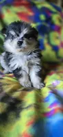 Malikai, a male Pomeranian for sale in Blanca, CO – 4 of 9