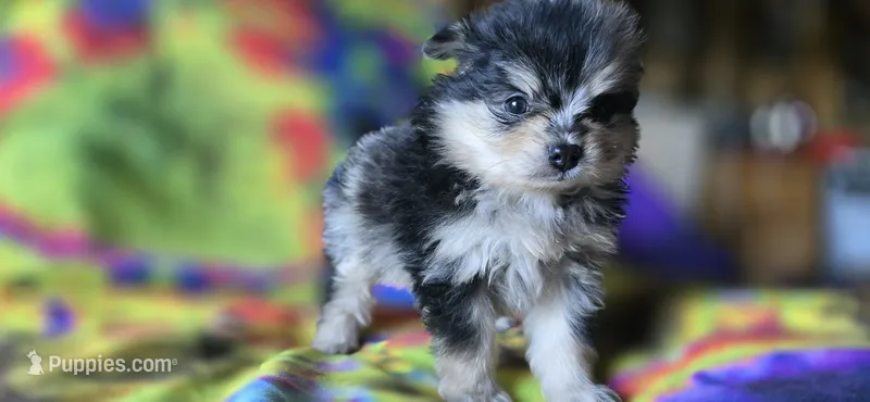 Malikai – Pomeranian puppy for sale in Blanca, CO