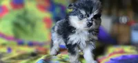 Malikai, a male Pomeranian for sale in Blanca, CO – 1 of 9