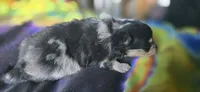 Malikai, a male Pomeranian for sale in Blanca, CO – 8 of 9