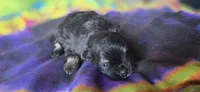 Marilyn, a female Pomeranian for sale in Blanca, CO – 4 of 8