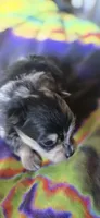 Malikai, a male Pomeranian for sale in Blanca, CO – 6 of 9