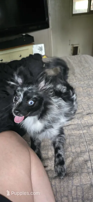 GIR – Pomeranian puppy for sale in Pueblo, CO