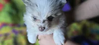 Charles, a male Pomeranian for sale in Blanca, CO – 3 of 8