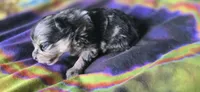Malikai, a male Pomeranian for sale in Blanca, CO – 5 of 9