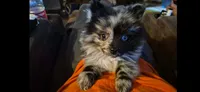 GIR, a female Pomeranian for sale in Pueblo, CO – 8 of 8
