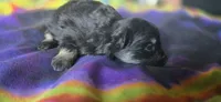 Marilyn, a female Pomeranian for sale in Blanca, CO – 5 of 8