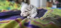 Gwendolyn, a female Pomeranian for sale in Blanca, CO – 3 of 9