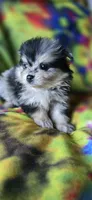 Malikai, a male Pomeranian for sale in Blanca, CO – 6 of 9