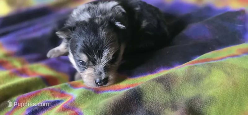 Malikai – Pomeranian puppy for sale in Blanca, CO