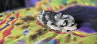 Gabriel, a male Pomeranian for sale in Blanca, CO – 9 of 10