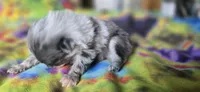 Xavier, a male Pomeranian for sale in Blanca, CO – 5 of 9