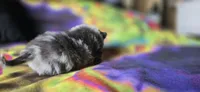 Xavier, a male Pomeranian for sale in Blanca, CO – 7 of 9