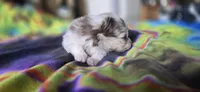 Gwendolyn, a female Pomeranian for sale in Blanca, CO – 7 of 9