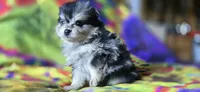 Malikai, a male Pomeranian for sale in Blanca, CO – 7 of 9