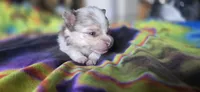 Gwendolyn, a female Pomeranian for sale in Blanca, CO – 5 of 9
