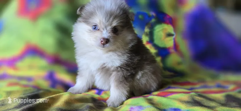 Gwendolyn – Pomeranian puppy for sale in Blanca, CO