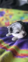 Gabriel, a male Pomeranian for sale in Blanca, CO – 8 of 10