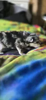 Gabriel, a male Pomeranian for sale in Blanca, CO – 3 of 10