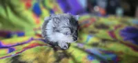 Xavier Teacup, a male Pomeranian for sale in Blanca, CO – 6 of 7