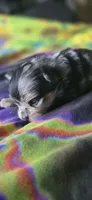 Malikai, a male Pomeranian for sale in Blanca, CO – 7 of 9