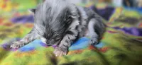 Xavier, a male Pomeranian for sale in Blanca, CO – 4 of 9
