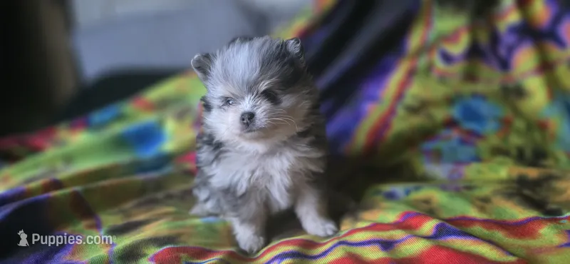 Gabriel – Pomeranian puppy for sale in Blanca, CO