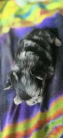 Malikai, a male Pomeranian for sale in Blanca, CO – 9 of 9