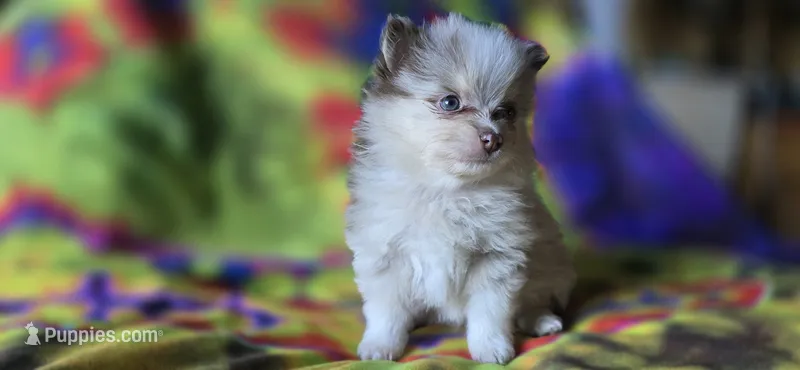 Charles – Pomeranian puppy for sale in Blanca, CO