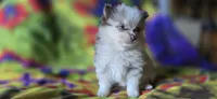 Charles, a male Pomeranian for sale in Blanca, CO – 2 of 8
