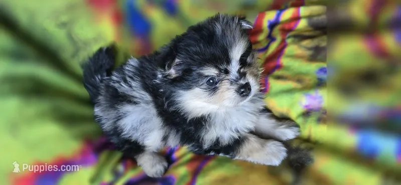 Malikai – Pomeranian puppy for sale in Blanca, CO